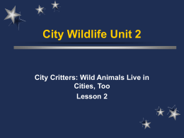 Wild Animals Live in Cities, too!