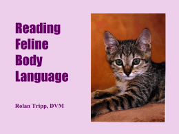 Reading Canine Body Language