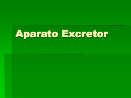 Aparato Excretor