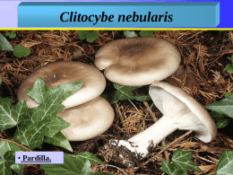 Clitocybe_ nebularis