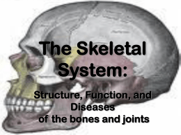 Easy Skeletal System