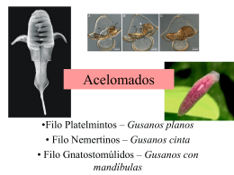 Acelomados
