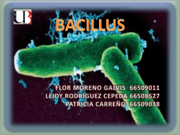 GENERALIDADES DE LOS BACILLUS