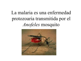 Mosquito Illnesses