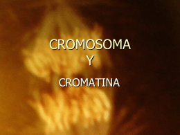CROMOSOMA Y