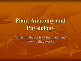 Plant Anatomy and Physiology - PowerPoint