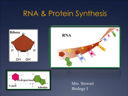 Biology 1 Notes Chapter 12 - DNA and RNA Prentice Hall