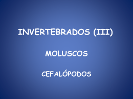 INVERTEBRADOS (III)