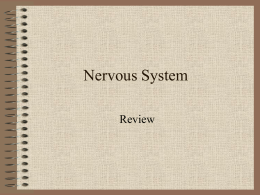 Nervous System - Woodland Hills School District