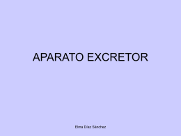 APARATO EXCRETOR