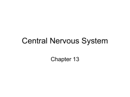 Central Nervous System - Humble Independent School
