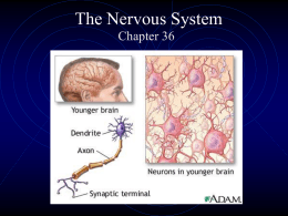 The Nervous System - Palatine High School