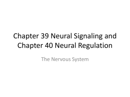 Chapter 39 Neural Signaling and Chapter 40 Neural …