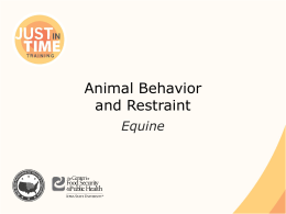 Animal Behavior and Restraint: Equine