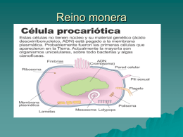 REINO MONERA - biologiagreenvalley