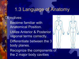 1.3 Language of Anatomy - halkuffanatomy