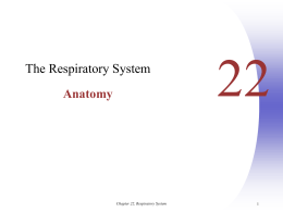 Chapter 22, Respiratory System (Anatomy)