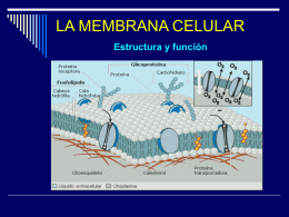 membrana ceular - LICEO CAMILO HENRIQUEZ