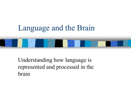 Language and the Brain - University of Florida
