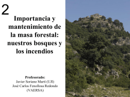 Importancia y mantenimiento de la masa forestal: nuestros bosques