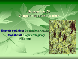 Scleranthus 28