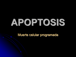 xxiii. muerte celular programada (apoptosis)