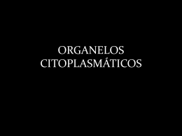 organelos_citoplasmaticos