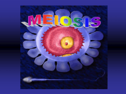 meiosis - prepafloresmagon.com
