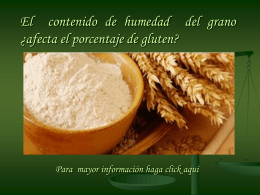 El alto contenido de Humedad ¿Afecta el porcentaje de gluten
