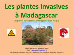 plantes-invasives-de-Madagascar