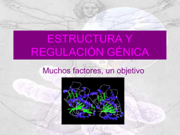 Estructura y regulacion genica II