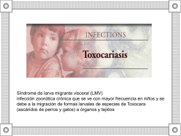 Toxocariasis y ECV TM. MG. Sylvia Vidal F.
