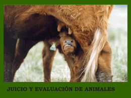 Juicio y evaluación de animales. Dr. Marcos Berruti