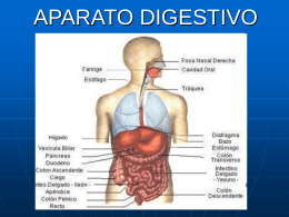 aparato digestivo2 - Conoce el aparto digestivo