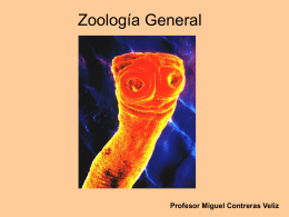 Zoologia 2