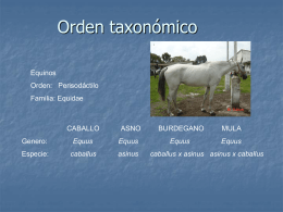 Orden taxonómico - anatomiayplastinacion