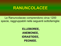 RANUNCOLACEE - Dott. Stefano Ciappi