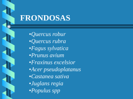 Frondosas - wikiforestales