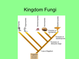 Kingdom Fungi - dewhozitz.net