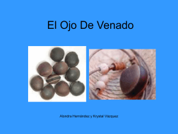 El Ojo De Venado - SeptimahoraEspanol1011