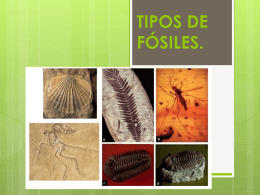 TIPOS DE FÓSILES (2960896