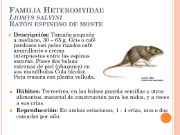 Familia Heteromyidae Liomys salvini Ratón espinoso de monte