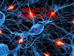 Relación y Coordinación (presentación)
