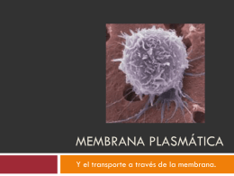 Membrana Celular (A.M.Jerez)