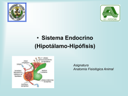 Sistema Endocrino I