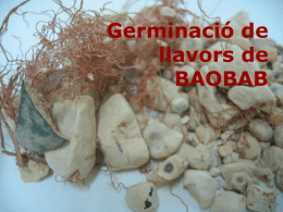 Pràctica Germinació de llavors Baobab