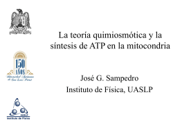 La teoría quimiosmótica y la síntesis de ATP en la mitocondria