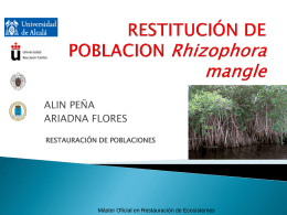 Reforzamiento poblacion_ Rizophora mangle