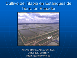 Cultivo y Exportación de Tilapia en Ecuador
