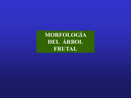 Morfología-del